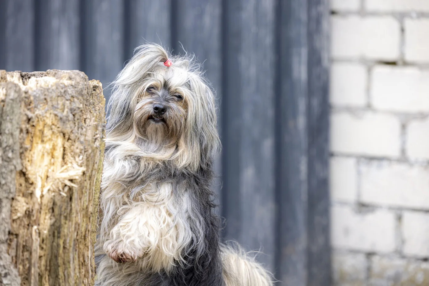 Hund in der Natur nach ganzheitlicher Behandlung, frei und beweglich